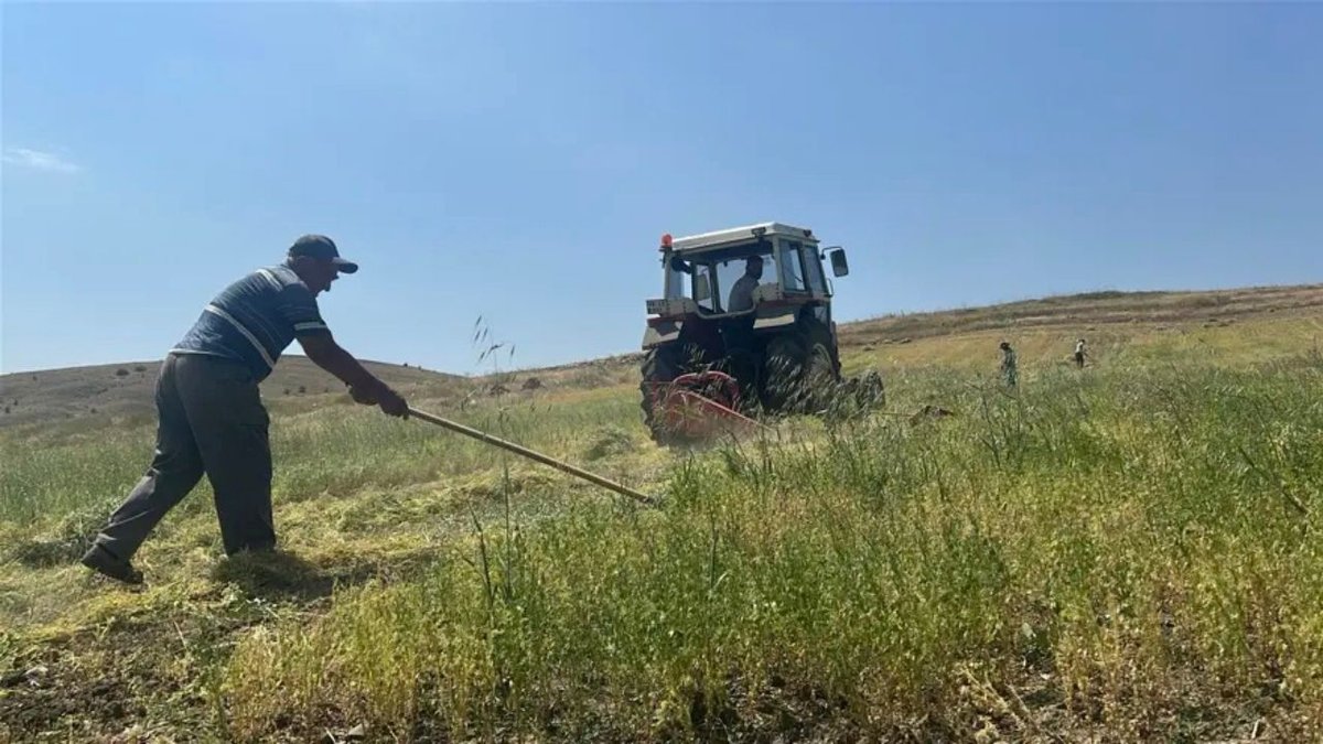 Yozgat’ta Mercimek Hasadında Büyük Sevinç Verim Rekor Seviyeye Ulaştı