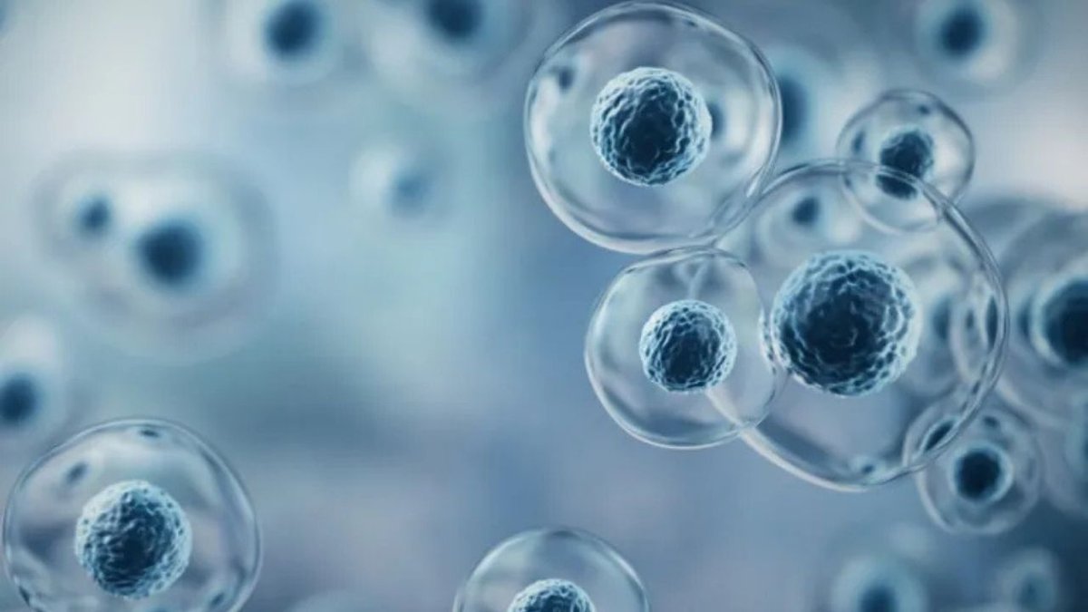 Beyin Hücrelerini Hareket Halinde İzleyen Mini Mikroskop Geliştirildi