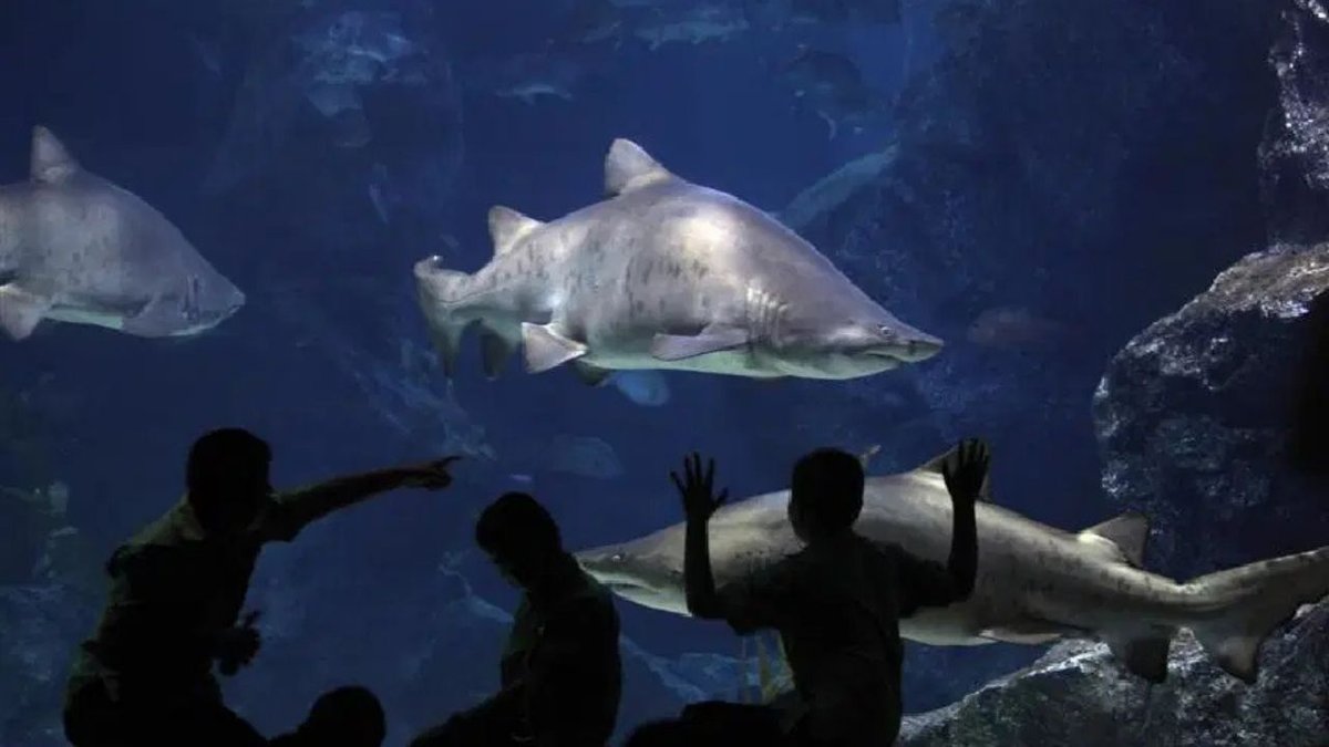 Köpekbalıkları Kasırga Takibinde Yeni Bilimsel Gözlemciler Oluyor